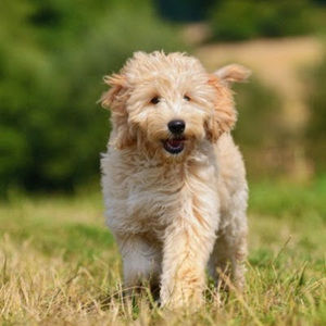 Meet your Posher, Adrianna